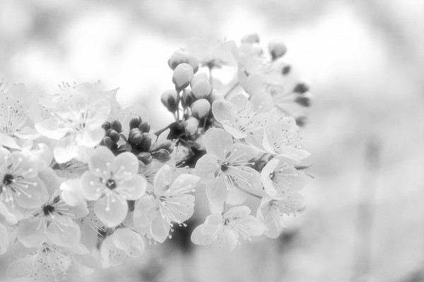 Romantic Wedding Flowers by Joy Watson